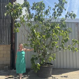 Ficus Carica- Fig tree.