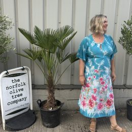 Trachycarpus wagnerianus free delivery