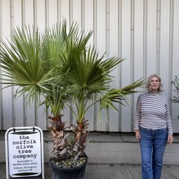 Washingtonia Robusta