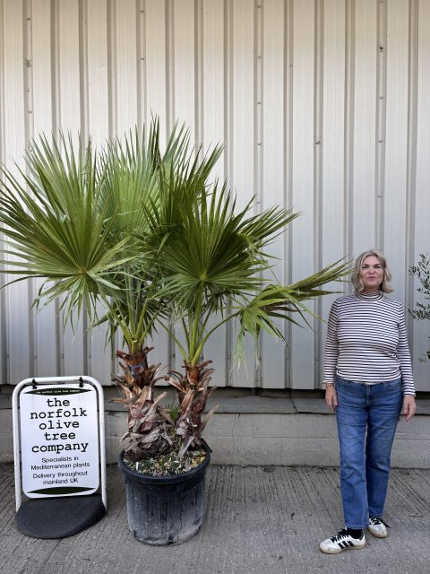 IMG_2940 Washingtonia Robusta