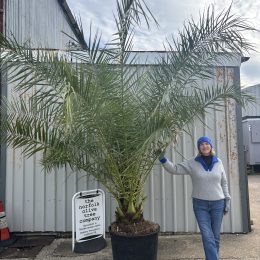 Phoenix Canareiensis