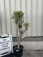 IMG_3267 Chelsea Olive tree