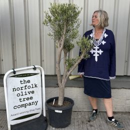 Chelsea Olive tree