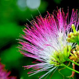 The Silk Tree