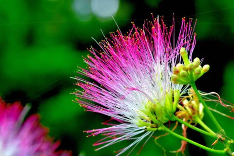 The Silk Tree