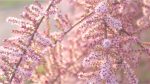 Tamarisk ‘Pink Cascade’