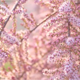 Tamarisk ‘Pink Cascade’