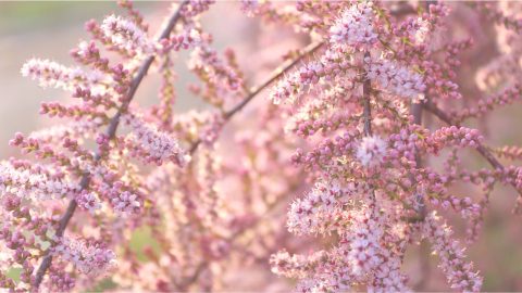 Tamarisk ‘Pink Cascade’