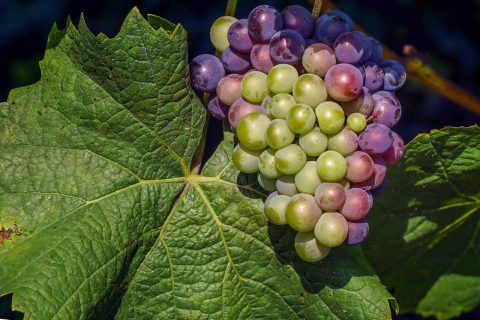 Grapevine