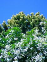 Trachelospermum jasminoides