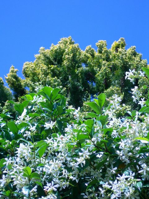Screening Trees