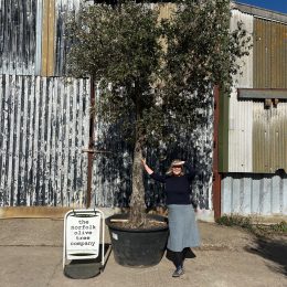 Tall gnarled Olive tree