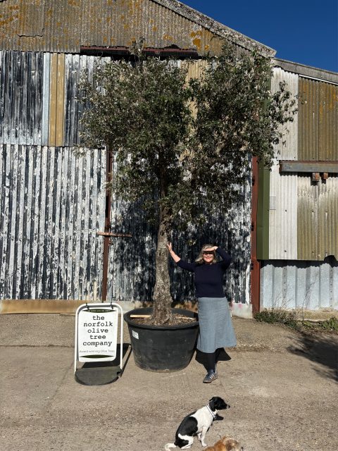 Tall gnarled Olive tree