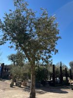 Tall gnarled Olive tree