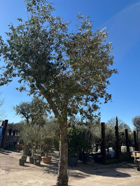 Tall gnarled Olive tree