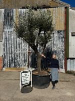 Tall gnarled Olive tree