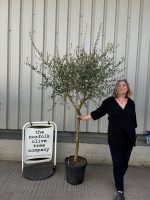 Tuscan Olive Tree
