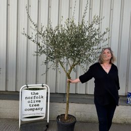 Tuscan Olive Tree