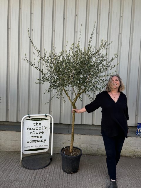 Tuscan Olive Tree