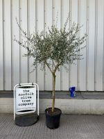 Tuscan Olive Tree