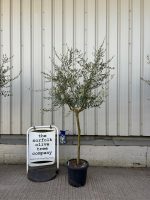 Tuscan Olive Tree