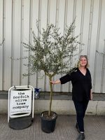 Tuscan Olive Tree