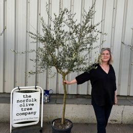 Tuscan Olive Tree