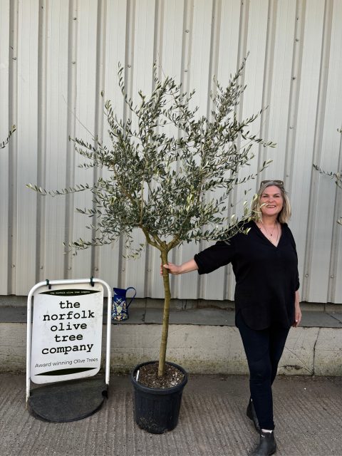 Tuscan Olive Tree