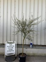 Tuscan Olive Tree
