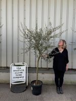 Tuscan Olive Tree