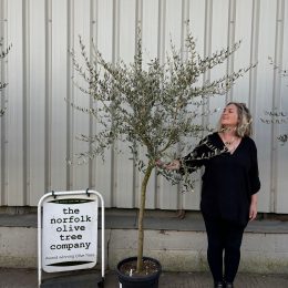 Tuscan Olive Tree