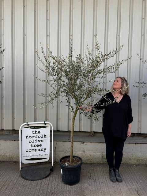 Tuscan Olive Tree