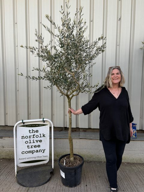 Tuscan Olive Tree