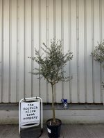 Tuscan Olive Tree