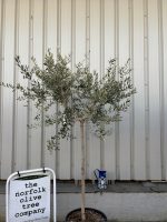 Leccino Olive tree