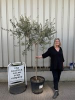 Leccino Olive tree