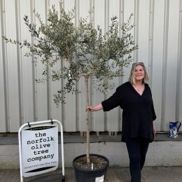 Leccino Olive tree
