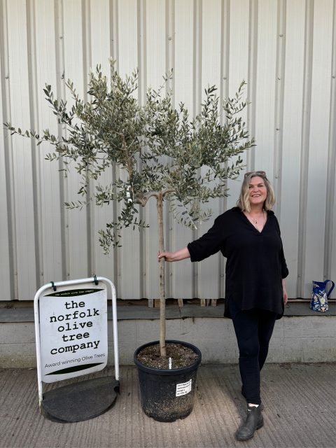 Leccino Olive tree