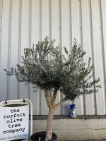Branched Olive Tree