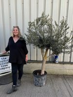 Branched Olive Tree