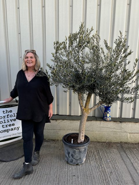 Branched Olive Tree