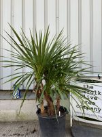 Cordyline ‘Australis’
