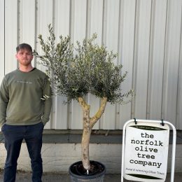 London Olive tree delivery included.