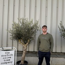 Branched Olive Tree - delivery included