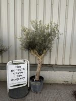 Branched Olive Tree