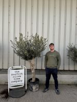 Vase shaped Olive tree