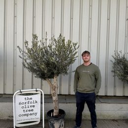 Vase shaped Olive tree