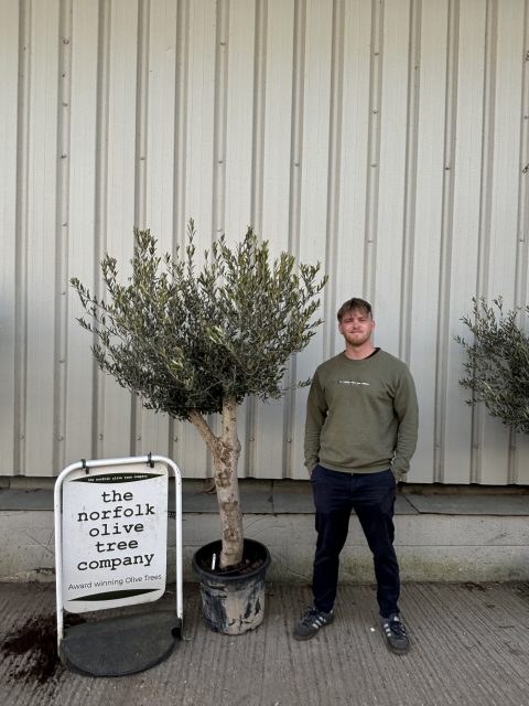 Vase shaped Olive tree