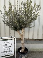 Vase shaped Olive tree