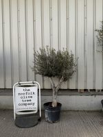 Vase shaped Olive tree